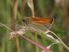 Thymelicus sylvestris