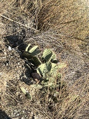 Opuntia macrorhiza
