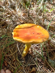 Amanita caesarea