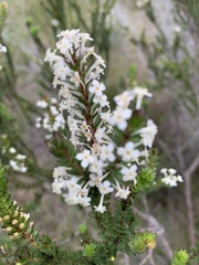 Struthiola hirsuta
