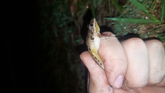 Litoria latopalmata