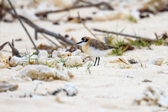 Charadrius marginatus tenellus