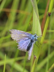 Polyommatus icarus