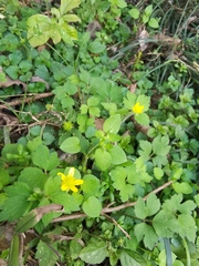 Ranunculus