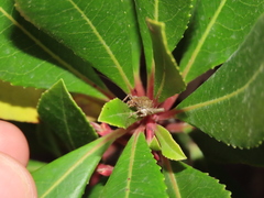 Arachnocephalus vestitus