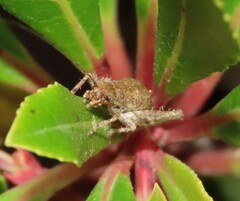 Arachnocephalus vestitus