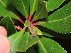 Arachnocephalus vestitus