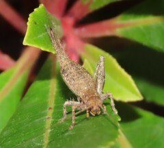 Arachnocephalus vestitus