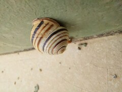 Caucasotachea vindobonensis