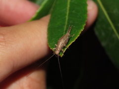 Arachnocephalus vestitus