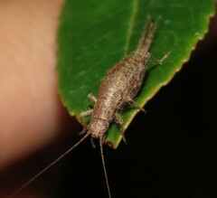 Arachnocephalus vestitus