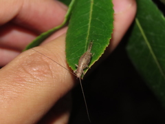 Arachnocephalus vestitus