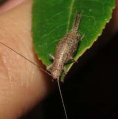 Arachnocephalus vestitus