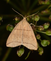 Herminia grisealis