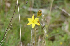 Bulbine bulbosa