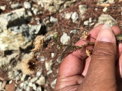 Erigeron reductus angustatus