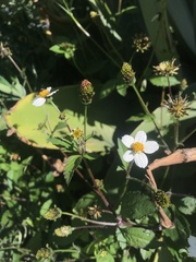 Bidens pilosa