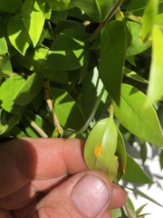 Austropuccinia psidii