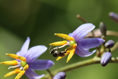 Tetragonula carbonaria