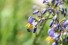 Tetragonula carbonaria