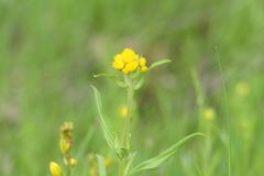 Chrysocephalum semipapposum