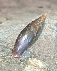 Cochlodina