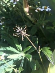 Bidens pilosa
