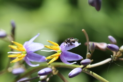 Tetragonula carbonaria