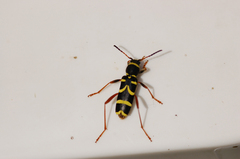 Clytus arietis