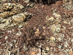 Erigeron reductus angustatus