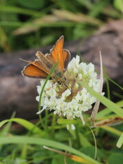 Thymelicus sylvestris