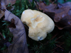 Hydnum repandum