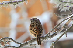 Emberiza godlewskii