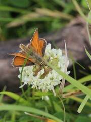 Thymelicus sylvestris