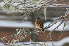 Emberiza godlewskii