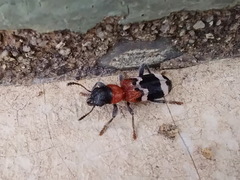 Thanasimus formicarius