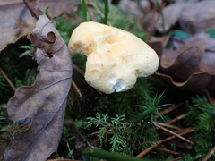 Hydnum repandum