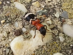 Thanasimus formicarius