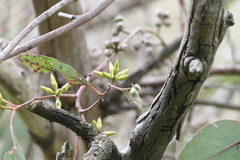 Eucalyptus blakelyi