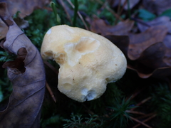 Hydnum repandum