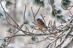 Emberiza godlewskii