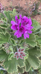 Pelargonium cucullatum