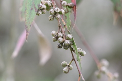 Eucalyptus blakelyi