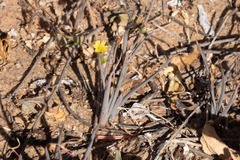 Bulbine alata