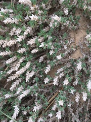 Crucianella maritima