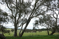 Eucalyptus blakelyi