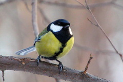Parus major