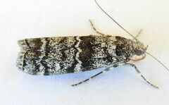 Dioryctria pentictonella
