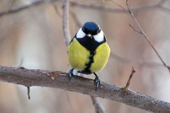 Parus major