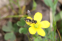 Melangyna viridiceps